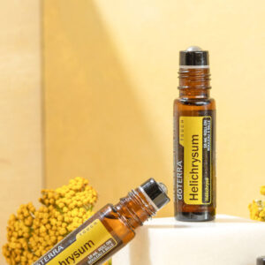 Helichrysum Touch  Helichrysum italicum