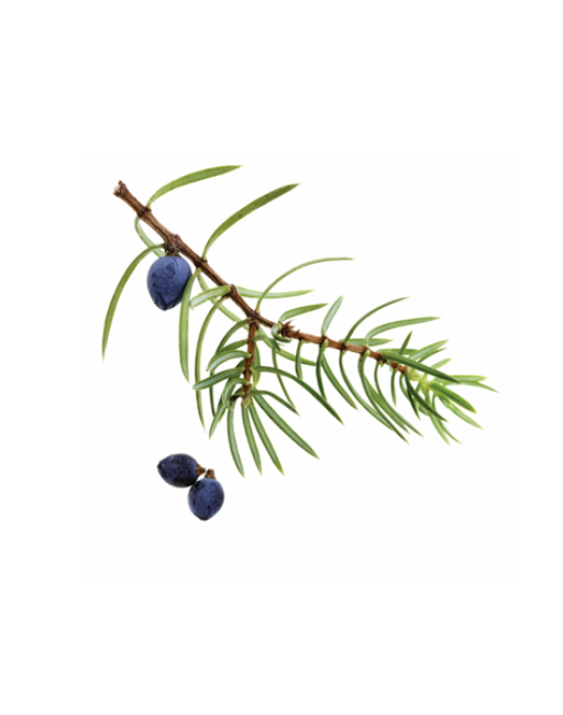 Juniper Berry - Aroma Natural de Zimbro - Imagem 2