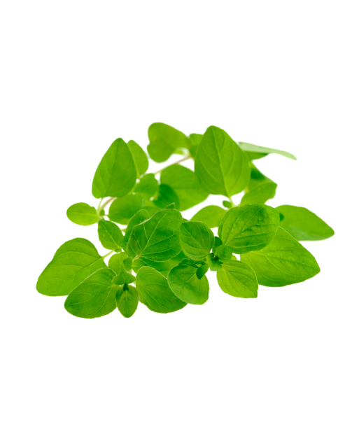 Marjoram - Aroma Natural de Manjerona - Imagem 2
